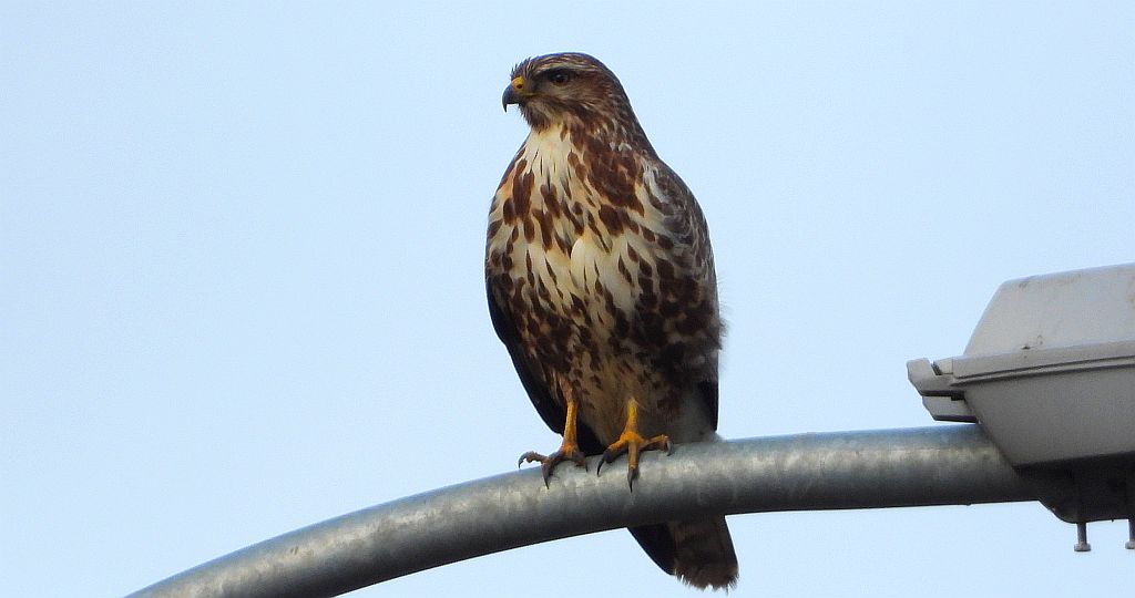 Myszołów zwyczajny, myszołów (Buteo buteo)