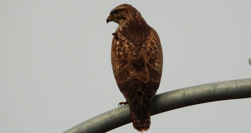 Myszołów zwyczajny, myszołów (Buteo buteo)