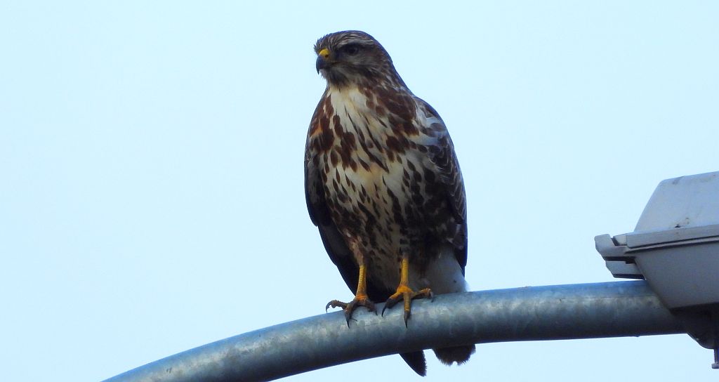 Myszołów zwyczajny, myszołów (Buteo buteo)