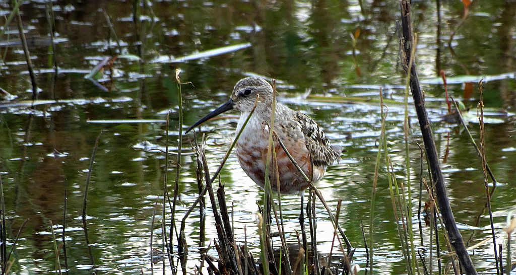 Biegus krzywodzioby (Calidris ferruginea)