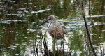 Biegus krzywodzioby (Calidris ferruginea)