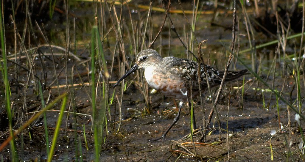 Biegus krzywodzioby (Calidris ferruginea)
