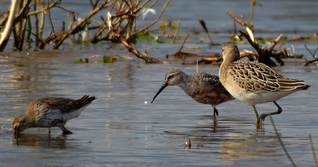 Biegus krzywodzioby (Calidris ferruginea) i batalion, bojownik batalion, bojownik zmienny, biegus bojownik, bojownik odmienny (Calidris pugnax)