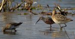 Biegus krzywodzioby (Calidris ferruginea) i batalion, bojownik batalion, bojownik zmienny, biegus bojownik, bojownik odmienny (Calidris pugnax)