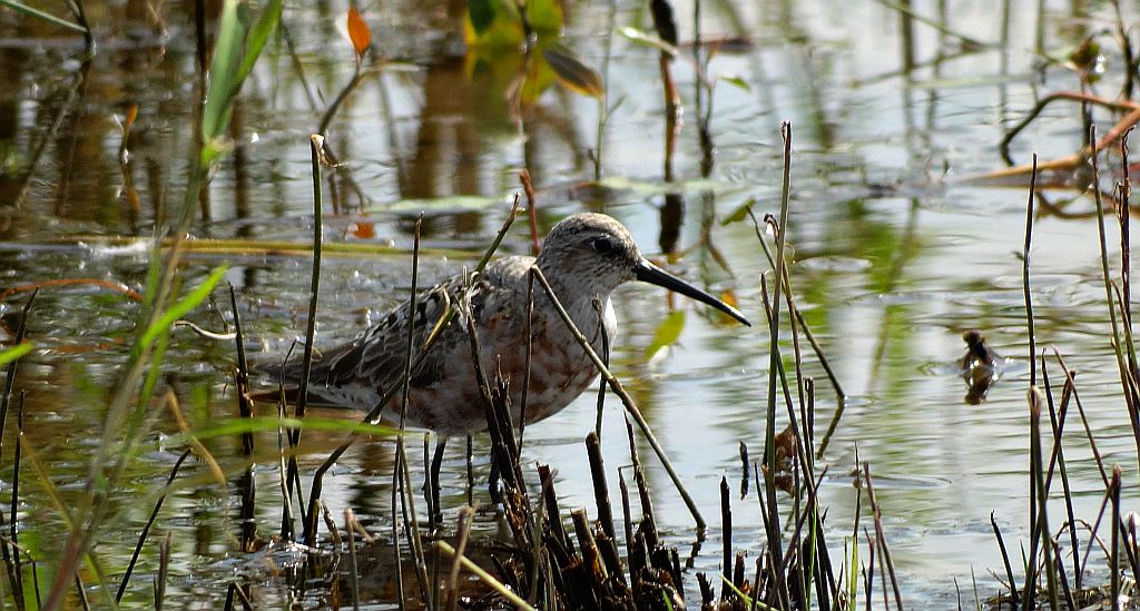 Biegus krzywodzioby (Calidris ferruginea)