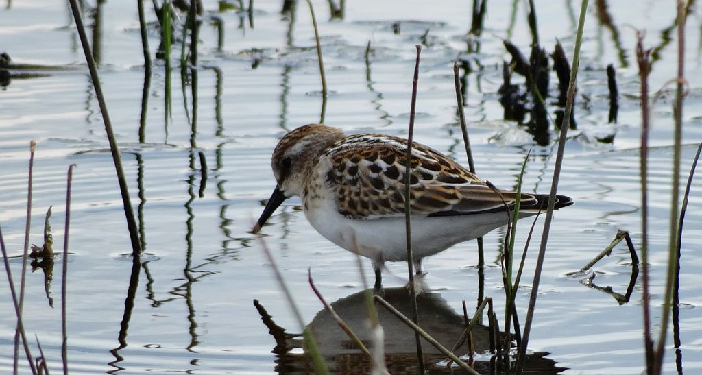 Biegus malutki (Calidris minuta)