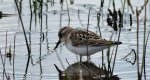 Biegus malutki (Calidris minuta)
