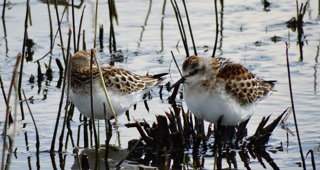 Biegus malutki (Calidris minuta)