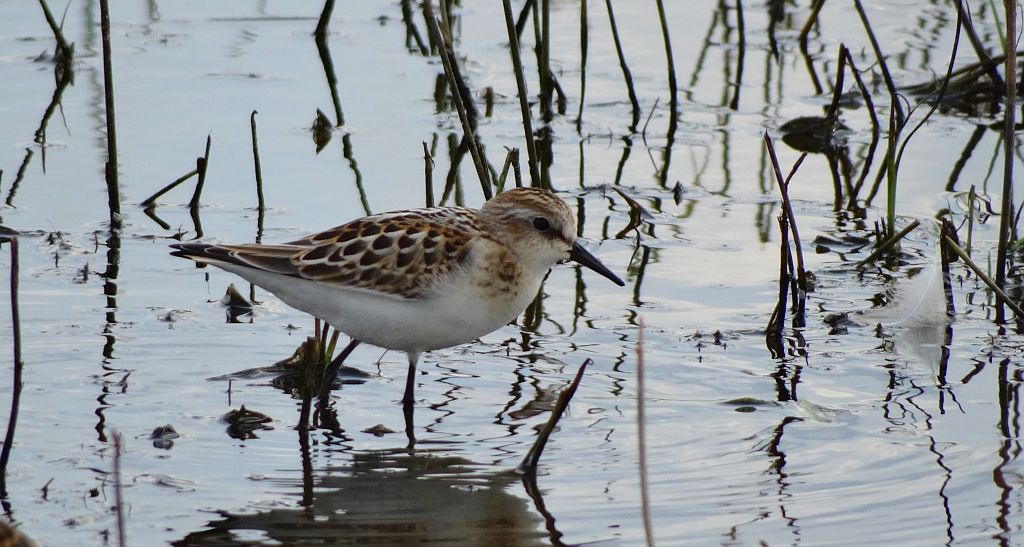 Biegus malutki (Calidris minuta)