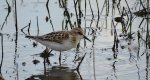 Biegus malutki (Calidris minuta)