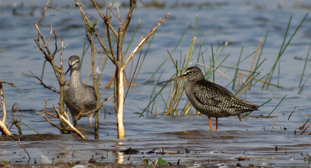 Brodziec śniady (Tringa erythropus)