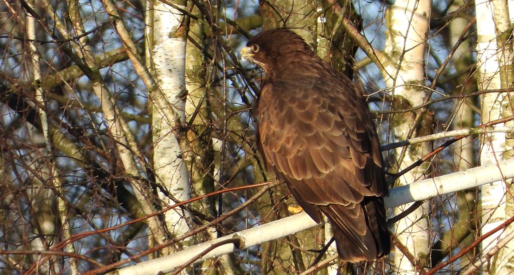 Myszołów zwyczajny, myszołów (Buteo buteo)