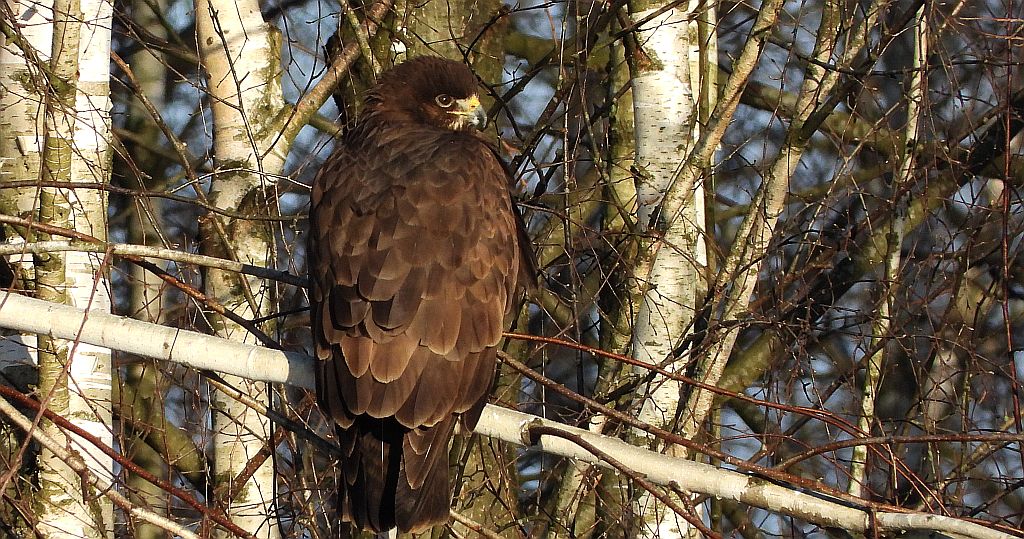Myszołów zwyczajny, myszołów (Buteo buteo)