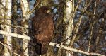 Myszołów zwyczajny, myszołów (Buteo buteo)