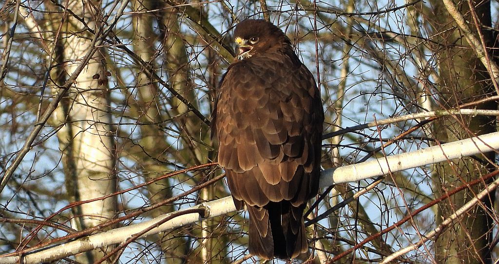 Myszołów zwyczajny, myszołów (Buteo buteo)