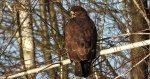 Myszołów zwyczajny, myszołów (Buteo buteo)