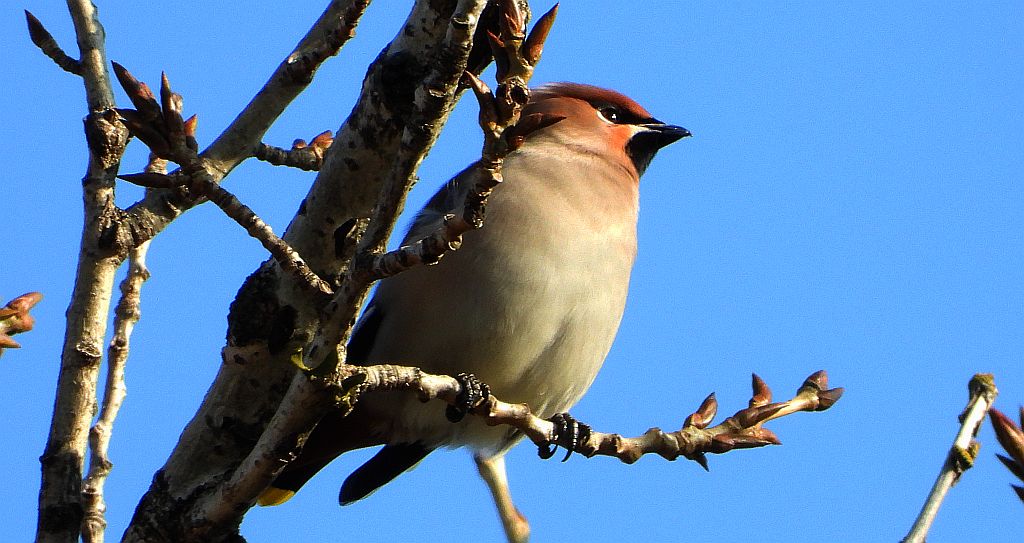 Jemiołuszka zwyczajna, jemiołuszka, jemiołucha (Bombycilla garrulus)