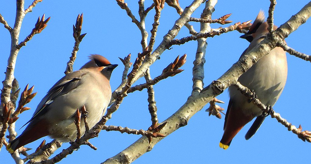 Jemiołuszka zwyczajna, jemiołuszka, jemiołucha (Bombycilla garrulus)