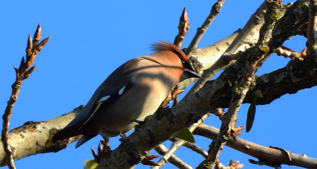 Jemiołuszka zwyczajna, jemiołuszka, jemiołucha (Bombycilla garrulus)