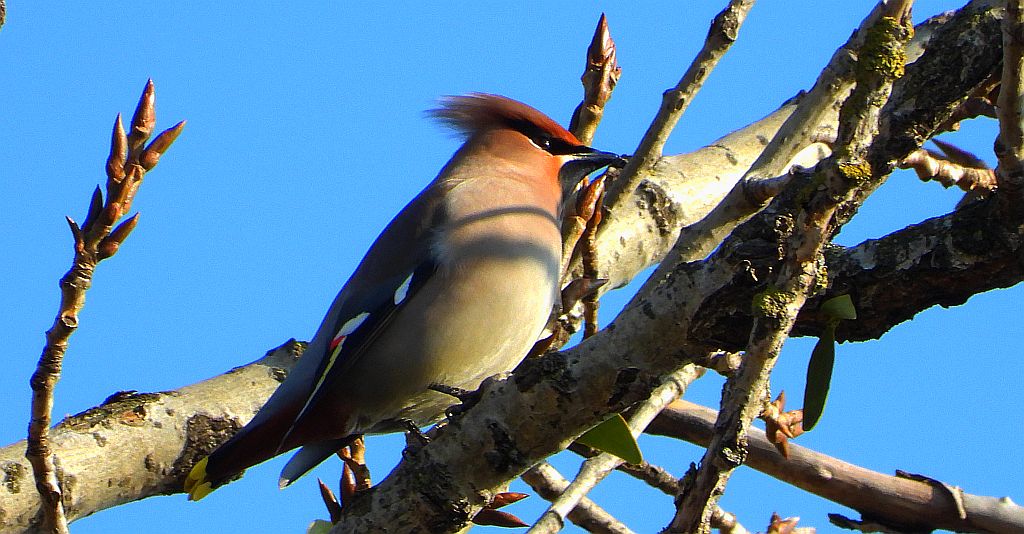 Jemiołuszka zwyczajna, jemiołuszka, jemiołucha (Bombycilla garrulus)