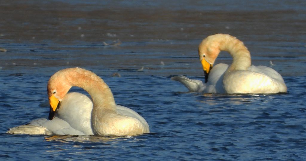Łabędź krzykliwy (Cygnus cygnus)