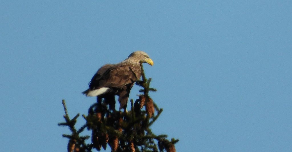 Bielik, bielik zwyczajny, birkut (Haliaeetus albicilla)