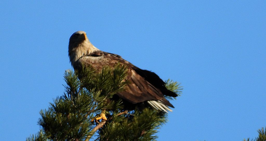 Bielik, bielik zwyczajny, birkut (Haliaeetus albicilla)