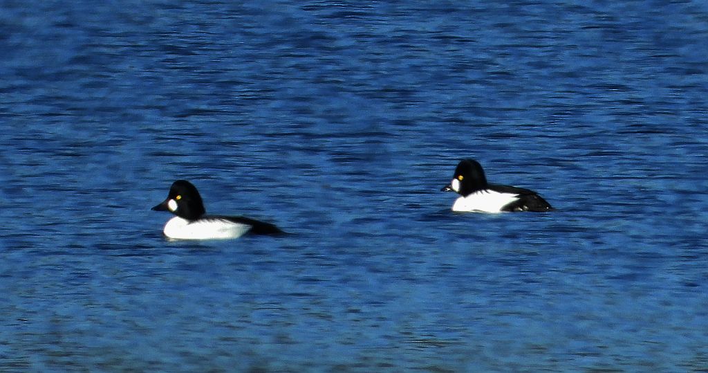 Gągoł, gągoł krzykliwy (Bucephala clangula)