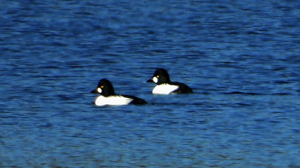 Gągoł, gągoł krzykliwy (Bucephala clangula)