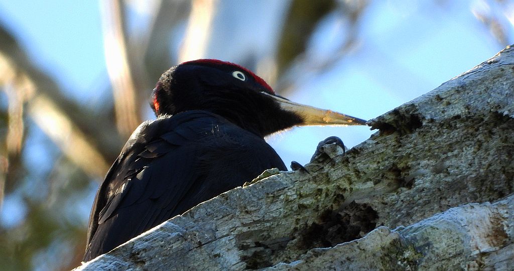 Dzięcioł czarny (Dryocopus martius)