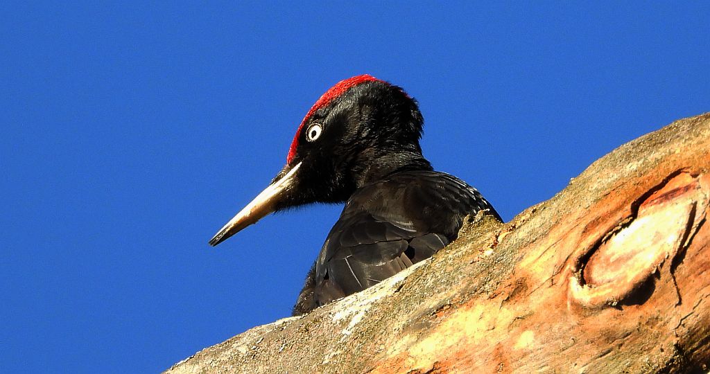 Dzięcioł czarny (Dryocopus martius)