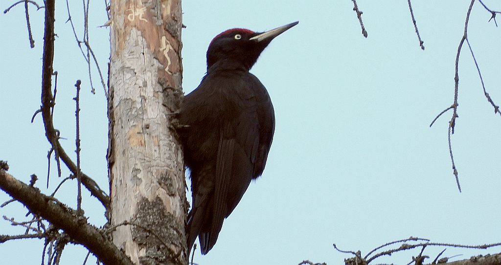 Dzięcioł czarny (Dryocopus martius)