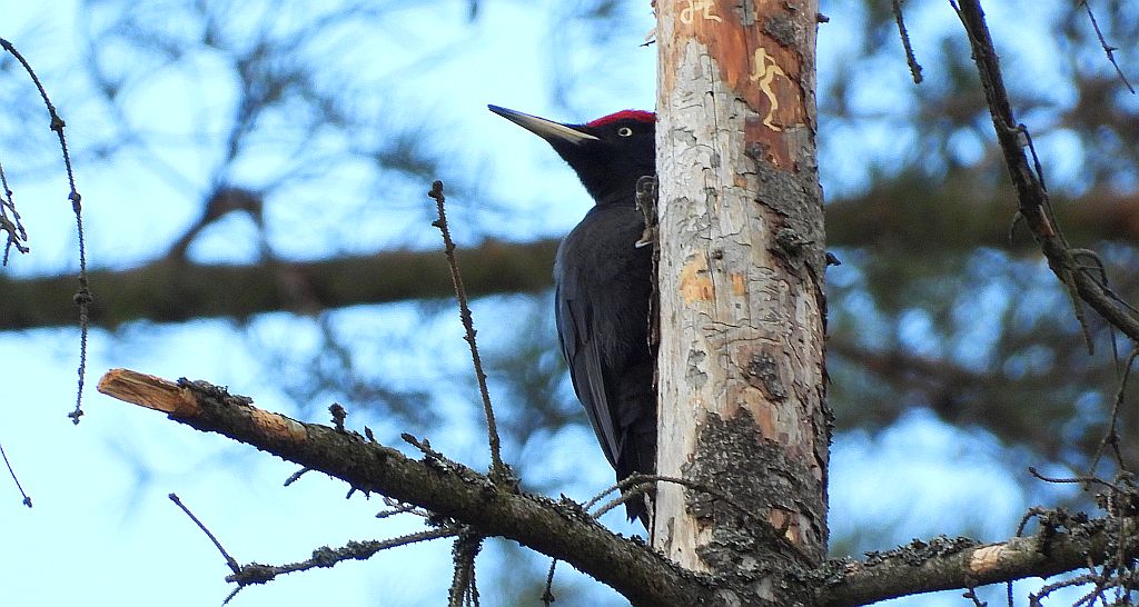 Dzięcioł czarny (Dryocopus martius)