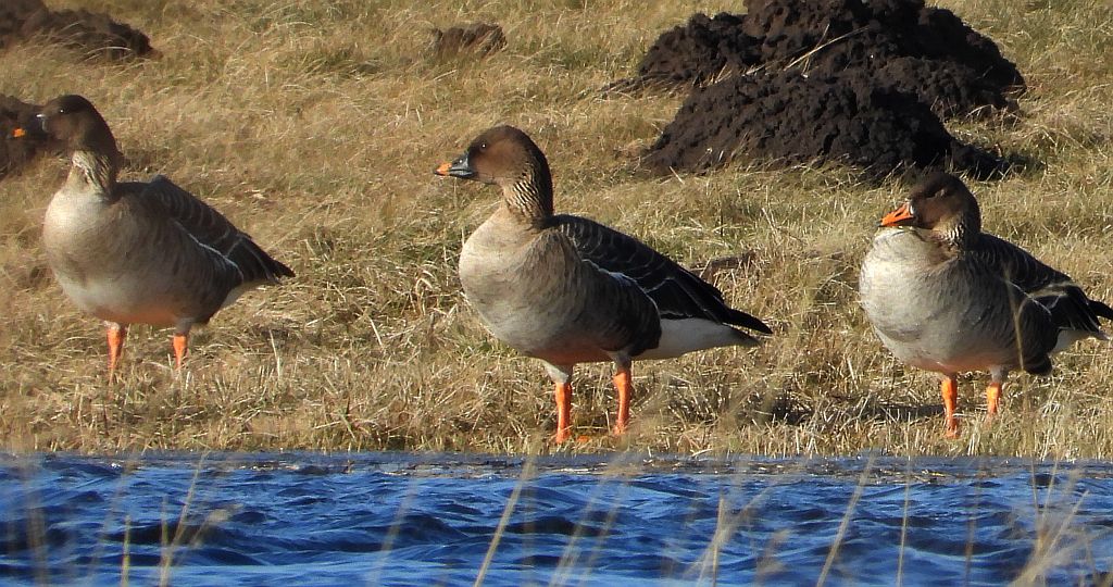Gęś zbożowa, posiewnica (Anser fabalis)