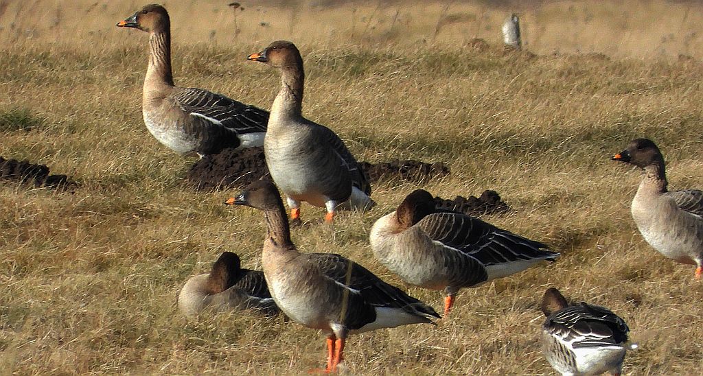 Gęś zbożowa, posiewnica (Anser fabalis)