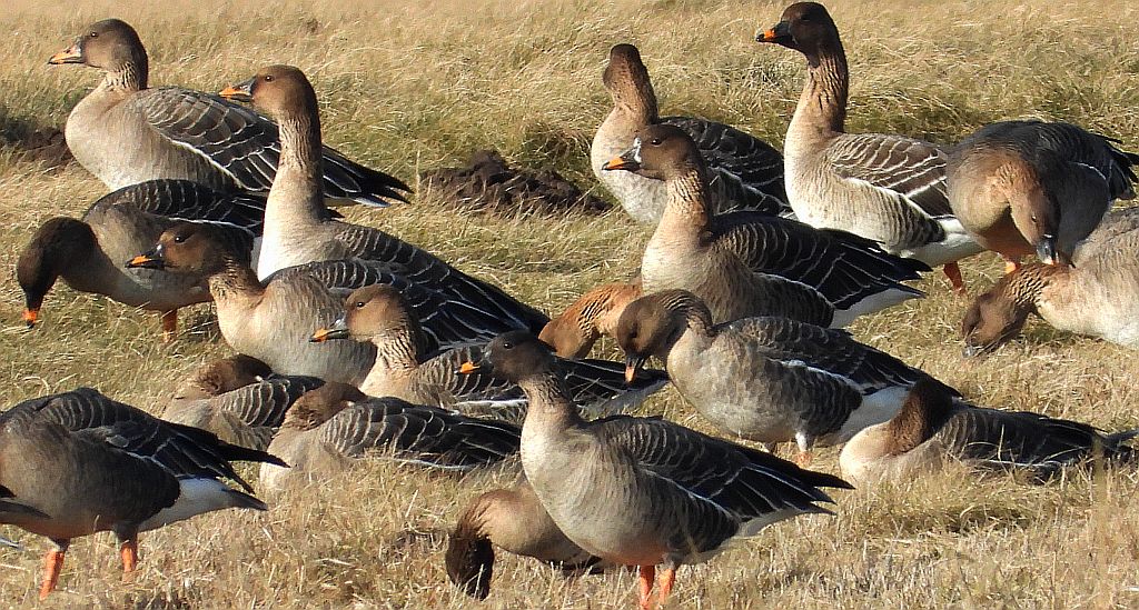 Gęś zbożowa, posiewnica (Anser fabalis)