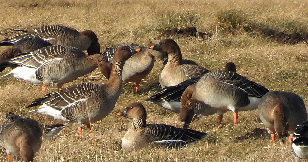 Gęś zbożowa, posiewnica (Anser fabalis)