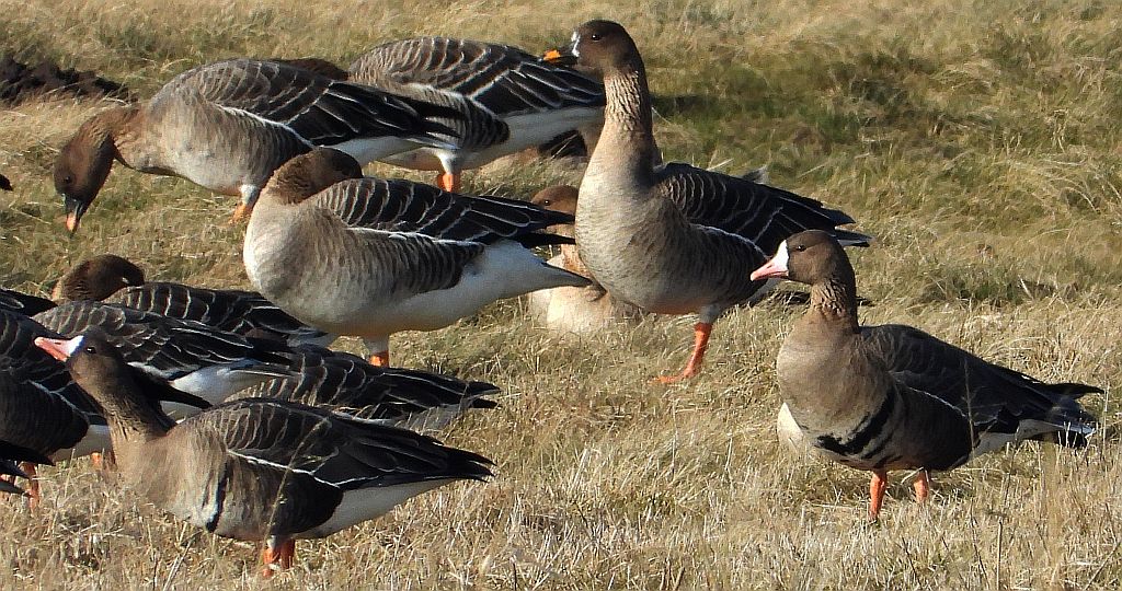 Gęś zbożowa, posiewnica (Anser fabalis) i gęś białoczelna, gęś białoczółka (Anser albifrons)