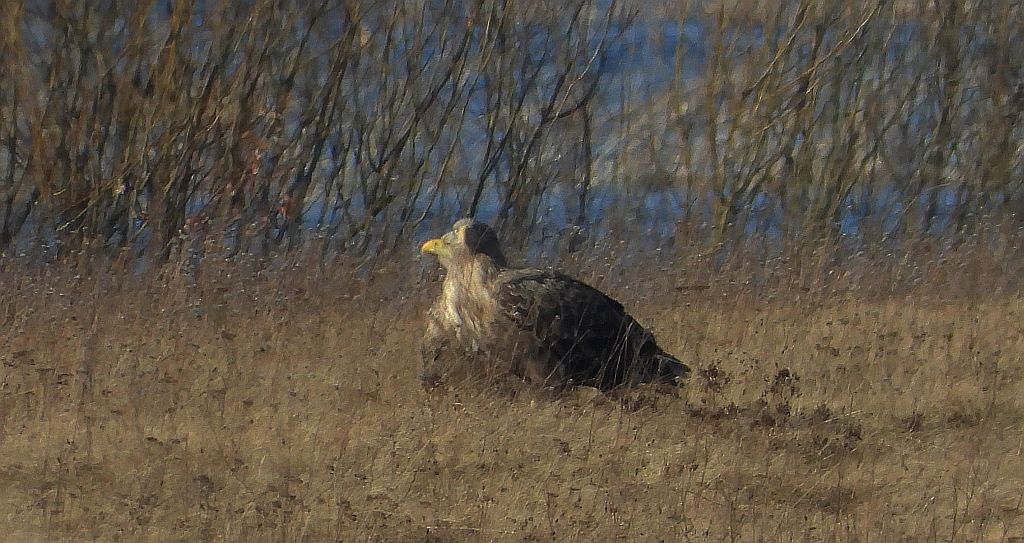 Bielik, bielik zwyczajny, birkut (Haliaeetus albicilla)