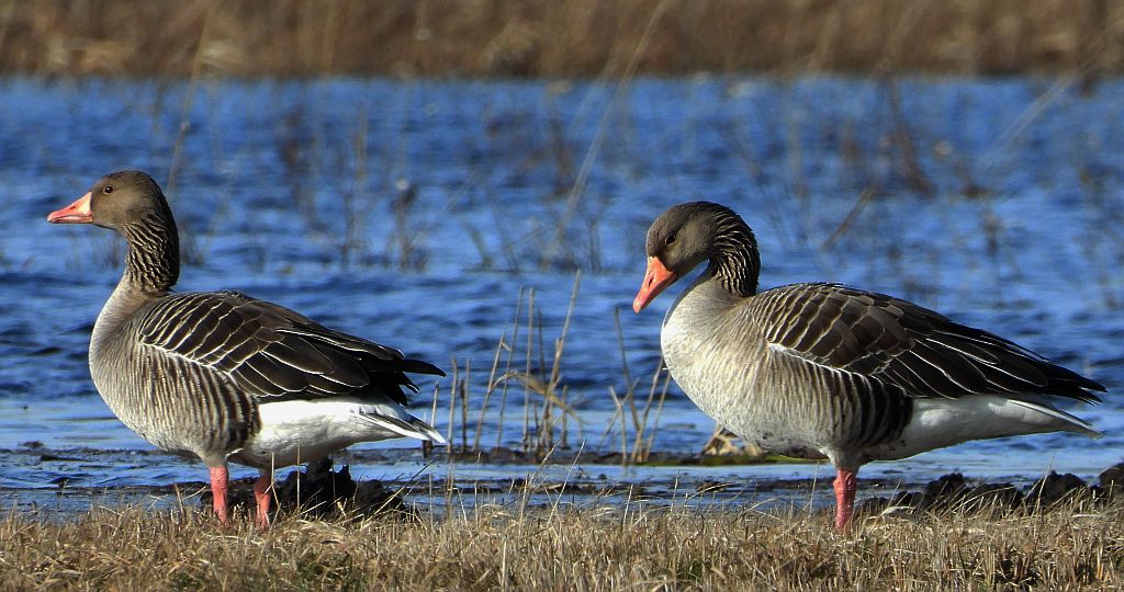 Gęgawa, gęś gęgawa (Anser anser)