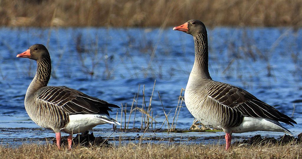 Gęgawa, gęś gęgawa (Anser anser)