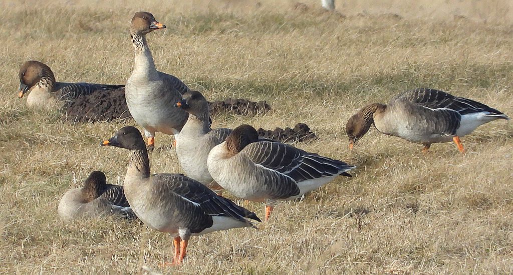 Gęś zbożowa, posiewnica (Anser fabalis)