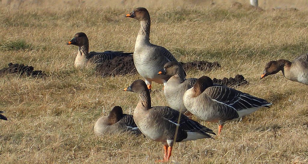 Gęś zbożowa, posiewnica (Anser fabalis)