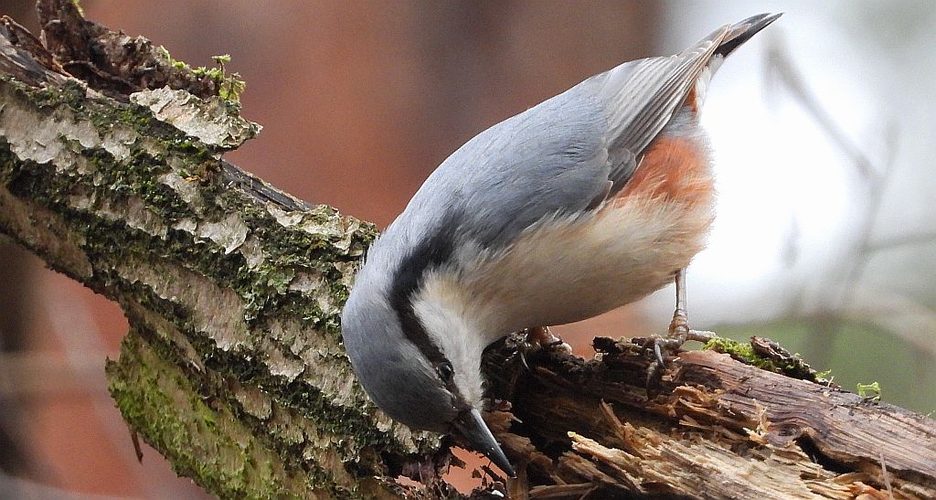 Kowalik zwyczajny, kowalik, bargiel (Sitta europaea)