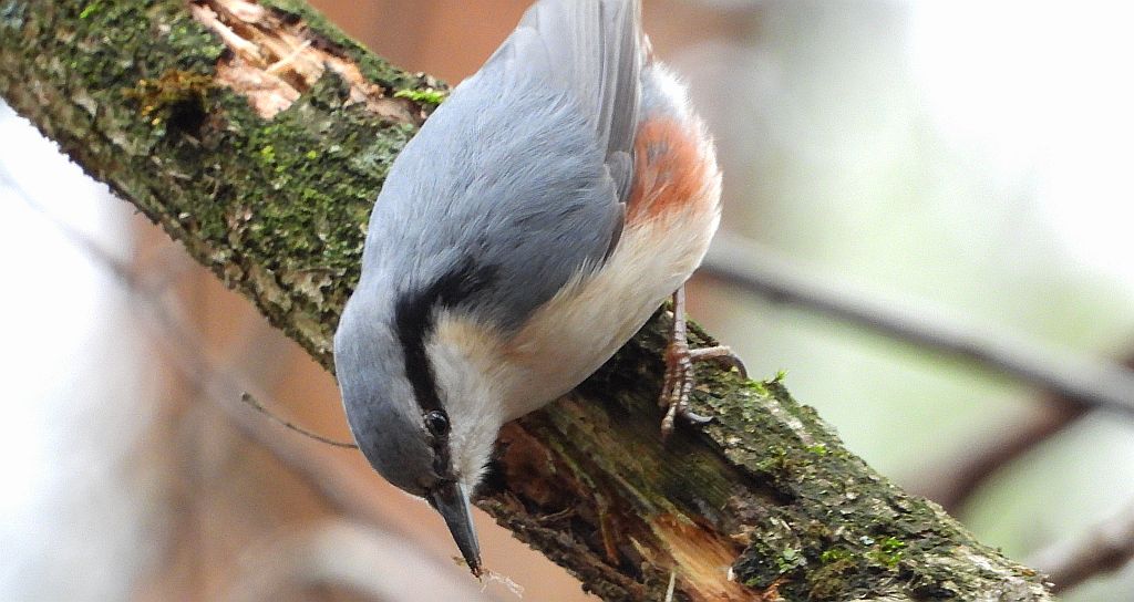 Kowalik zwyczajny, kowalik, bargiel (Sitta europaea)