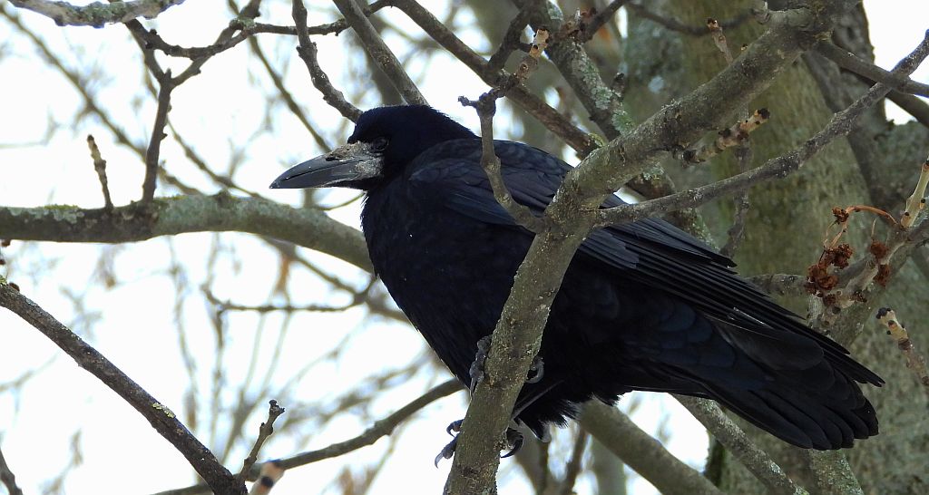 Gawron, gapa (Corvus frugilegus)