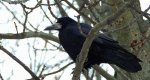 Gawron, gapa (Corvus frugilegus)