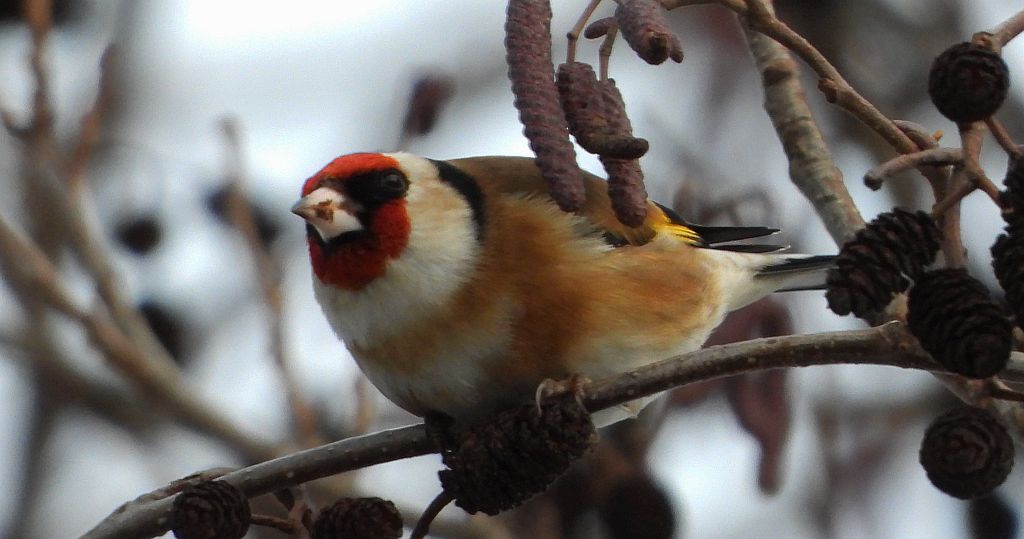 Szczygieł (Carduelis carduelis)