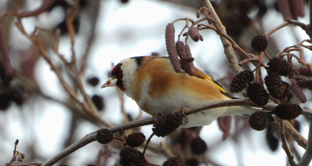 Szczygieł (Carduelis carduelis)