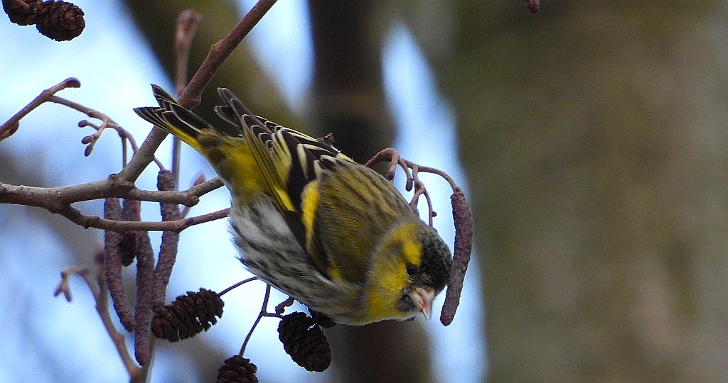 Czyż zwyczajny, czyż, czyż pospolity, czyżyk (Spinus spinus)